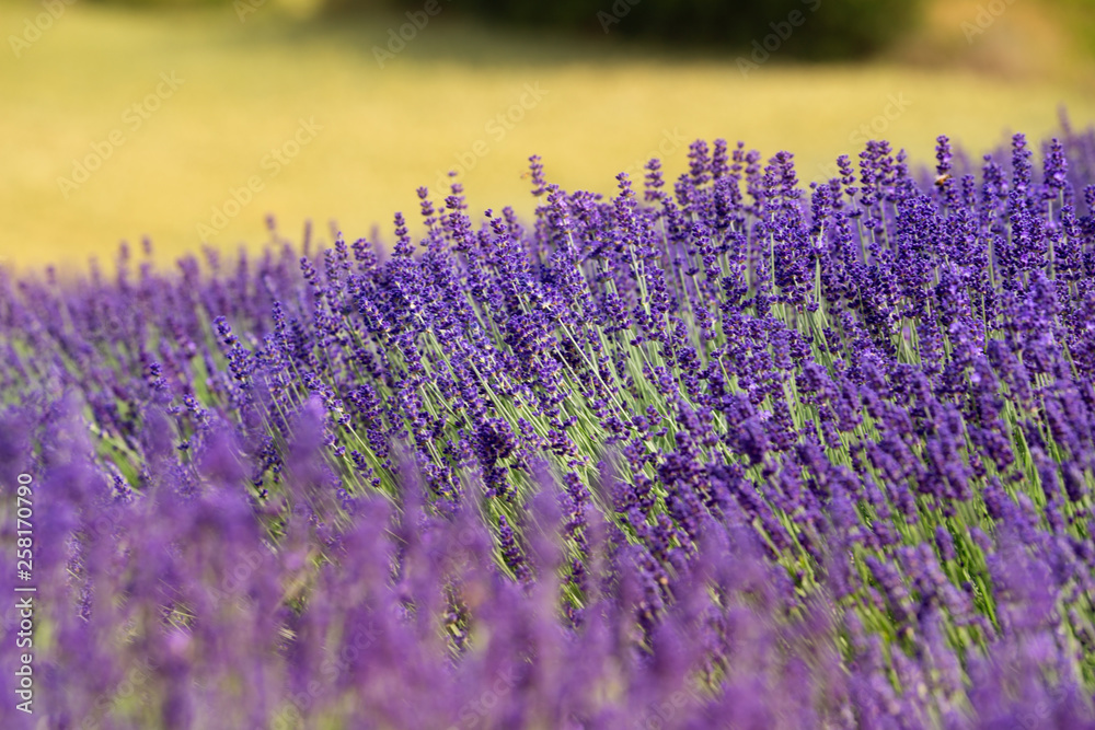 Naklejka premium flourishing fields of lavender