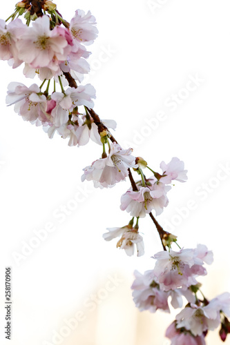 Kirschblütenzweig blühenden Blüten