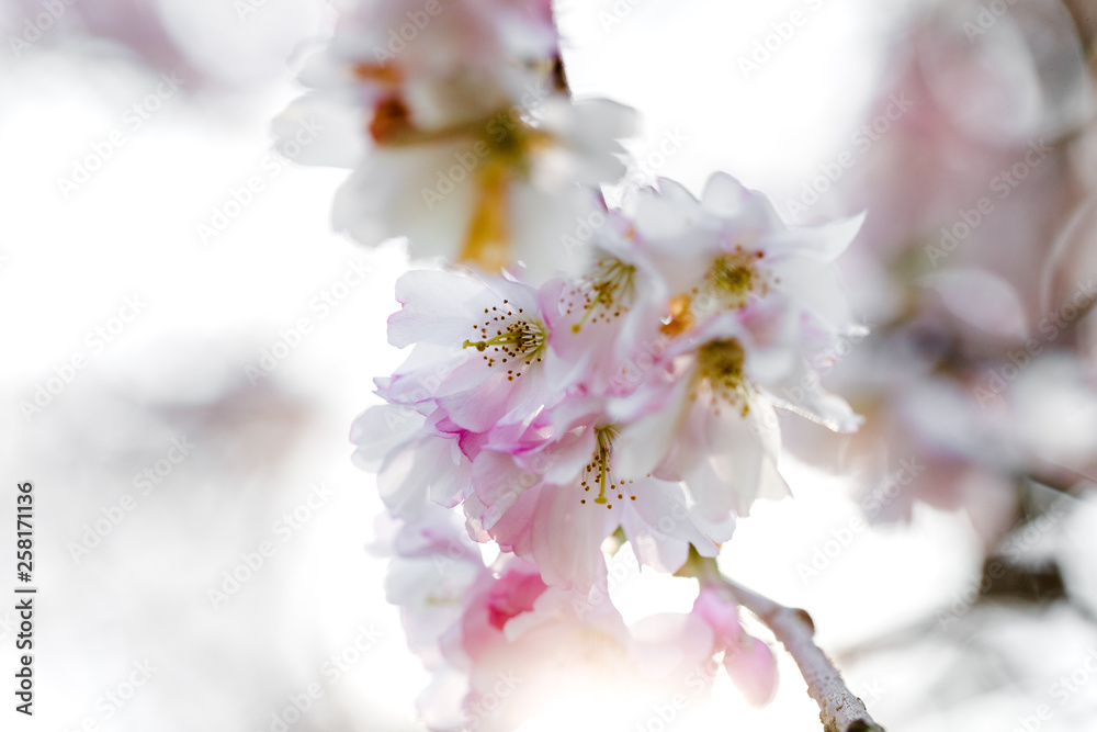 rosa Kirschblüte, unscharfe Kirschblüten im Hintergrund rosa Kirschblüte, unscharfe Kirschblüten im Hintergrund