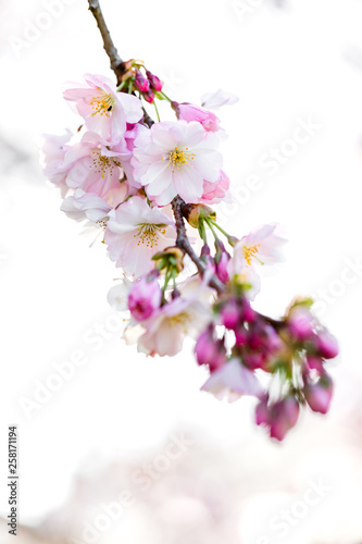 japanische Zierkirsche Kirsche in voller Blüte, Frühling