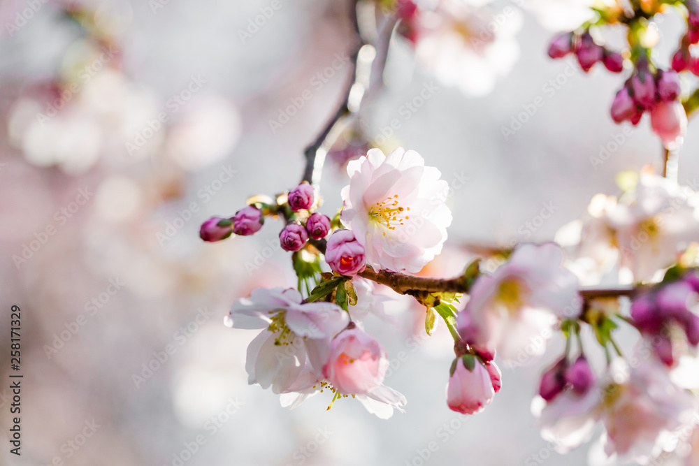 Kirschblütenzweig mit Knospen und blühenden Blüten Kirschblütenzweig mit Knospen und blühenden Blüten