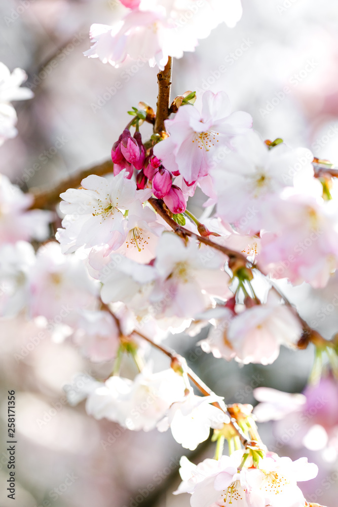 Ast mit kleinen rosa Kirschblüten und pinken Knospen, Zierkirsche im Frühling Ast mit kleinen rosa Kirschblüten und pinken Knospen, Zierkirsche im Frühling
