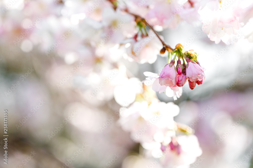 Kirscheblütenknospen am Zweig, Frühling Kirscheblütenknospen am Zweig, Frühling
