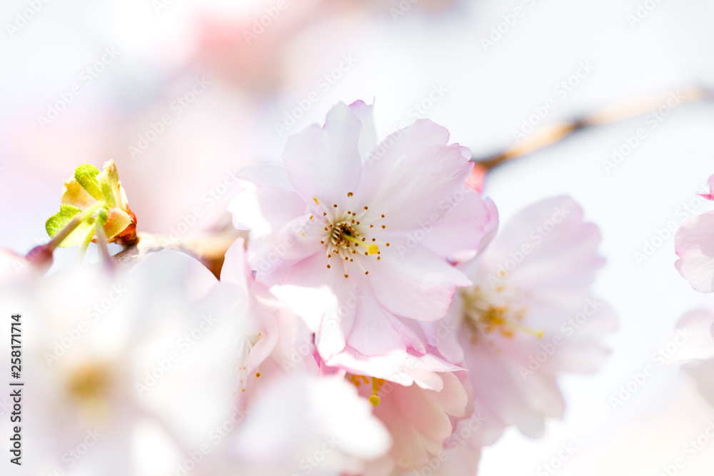 pinke Kirschblüte am Kirschzweig vor hellem Hintergrund - close up