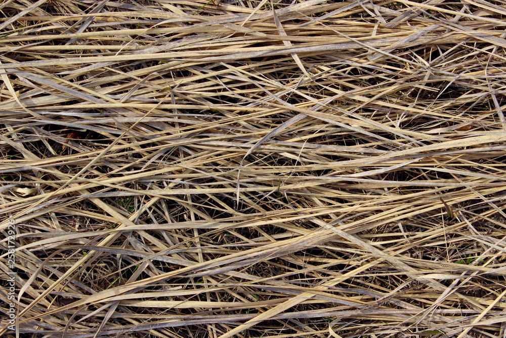 Abstract Background Textures. Dry Grass Background With A Lot Of Copy Space For Text. Abstract Nature Wallpaper. Abstract Background Textures. Dry Grass Background With A Lot Of Copy Space For Text. Abstract Nature Wallpaper.