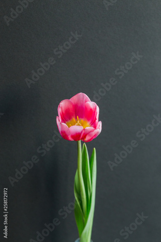 pink tulips on paper black isolation background