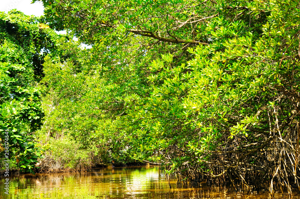 Mangrove forest reflection in lake. Sri Lanka Mangrove forest reflection in lake. Sri Lanka