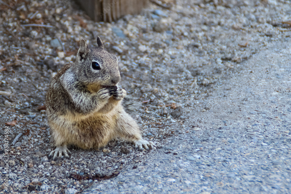 Fototapeta premium Closeup california ground squirrel spermophilus beecheyi on the roadside