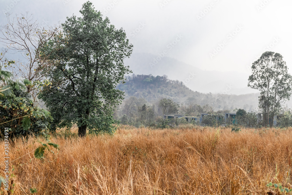 Obraz premium trees in forest