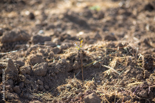 plant in soil