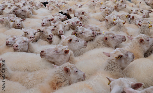 Mallorca / Spain - January 18 2018: Detail on a flock of sheeps as they walk towards their pasture