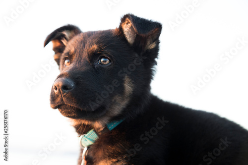 Portrait of German shepherd puppy at the beach. Soft focus