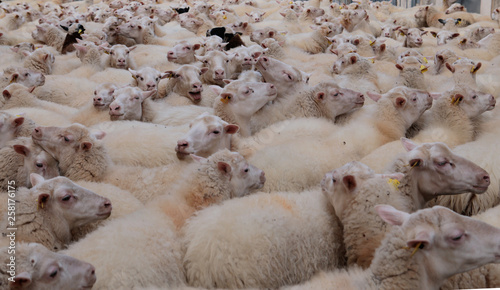 Mallorca / Spain - January 18 2018: Detail on a flock of sheeps as they walk towards their pasture