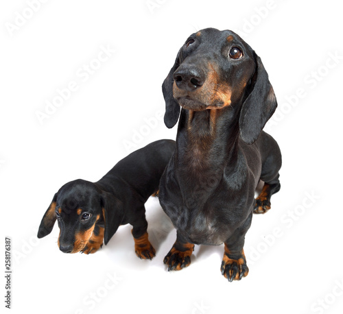 Smooth black and tan dachshund with its two-month puppy  © Alexey Antipov