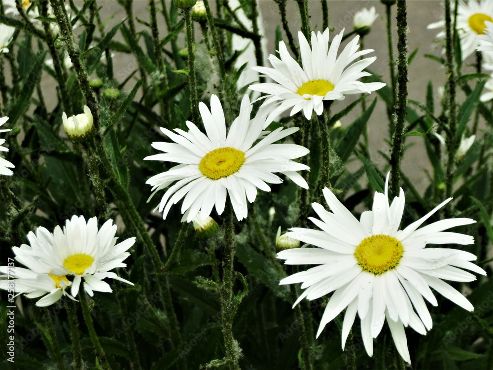 Fototapeta premium daisies in green grass