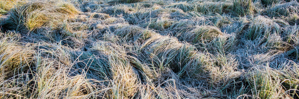 green meadow grass covered with frost on a sunny morning.Web banner.