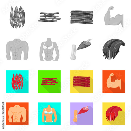 Vector illustration of fiber and muscular sign. Collection of fiber and body  stock symbol for web.