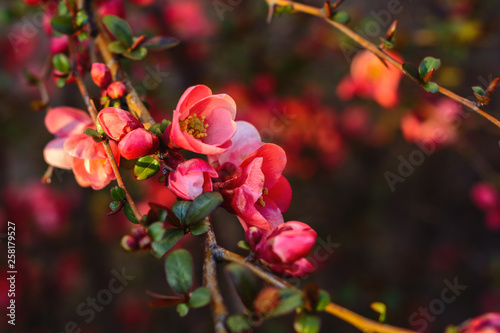 A beautiful spring red and pink blooming flowers on the tree  delicate  young and colorful flowers bloom on the branches of trees on a sunny day