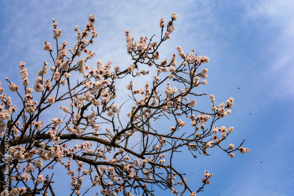 A beautiful spring white and pink blooming flowers on the tree, delicate, young and colorful flowers bloom on the branches of trees on a sunny day A beautiful spring white and pink blooming flowers on the tree, delicate, young and colorful flowers bloom on the branches of trees on a sunny day