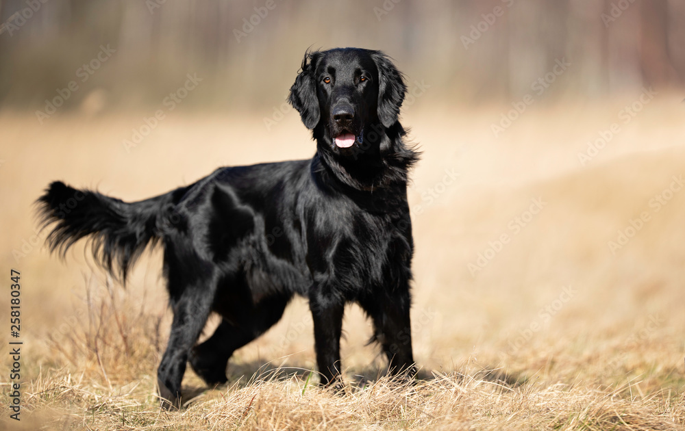 Portrait of a dog Portrait of a dog