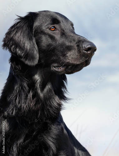 Fototapeta Naklejka Na Ścianę i Meble -  Portrait of a dog
