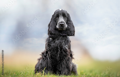 Portrait of a dog