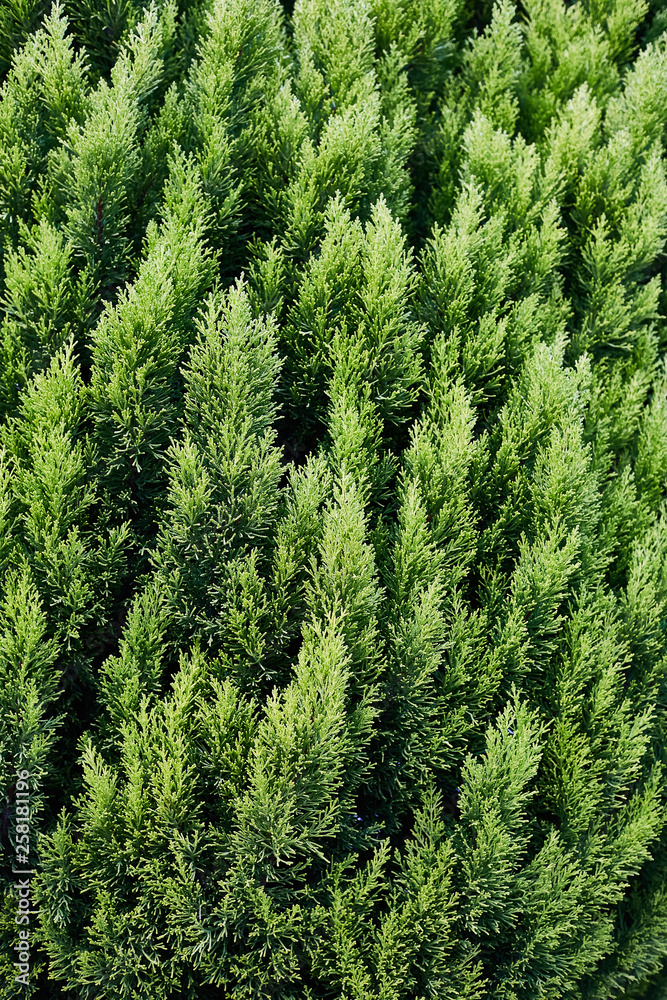 Closeup of green christmas leaves of Thuja trees on green vertical background Closeup of green christmas leaves of Thuja trees on green vertical background