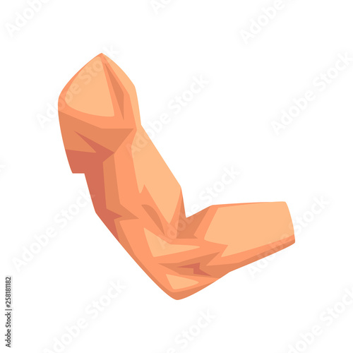 Male biceps, human body part vector Illustration on a white background