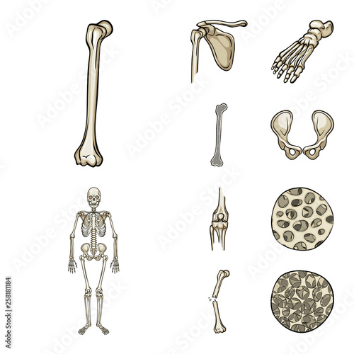 Isolated object of bone and skeleton symbol. Collection of bone and human vector icon for stock.