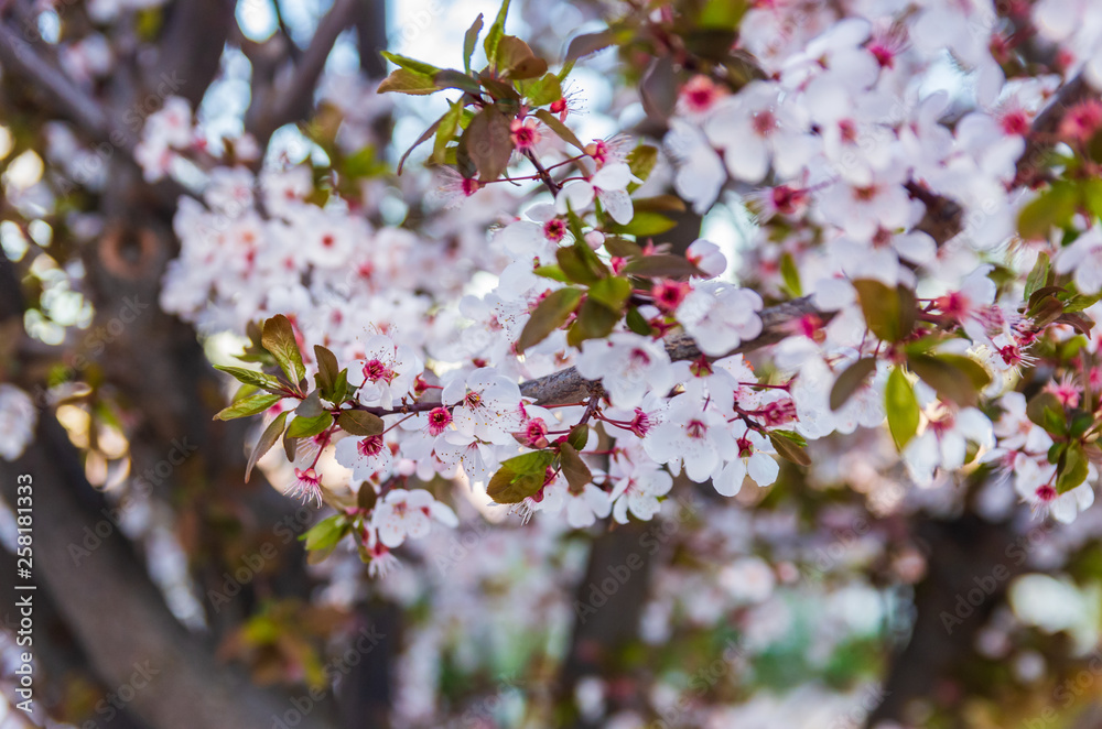 Blooming plum blossoms and branches close up at sunset Blooming plum blossoms and branches close up at sunset