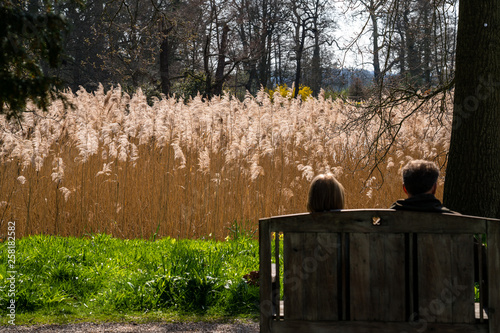 Fototapeta Couple looking over bullrushes