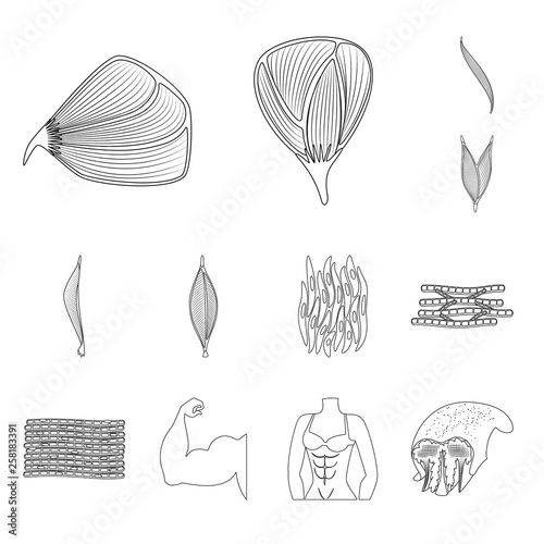 Isolated object of fiber and muscular logo. Set of fiber and body stock vector illustration.