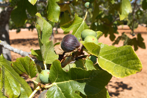 Fig fruits drying to the sun during collect season early summer in the Spanish Mediterranean island of Mallorca