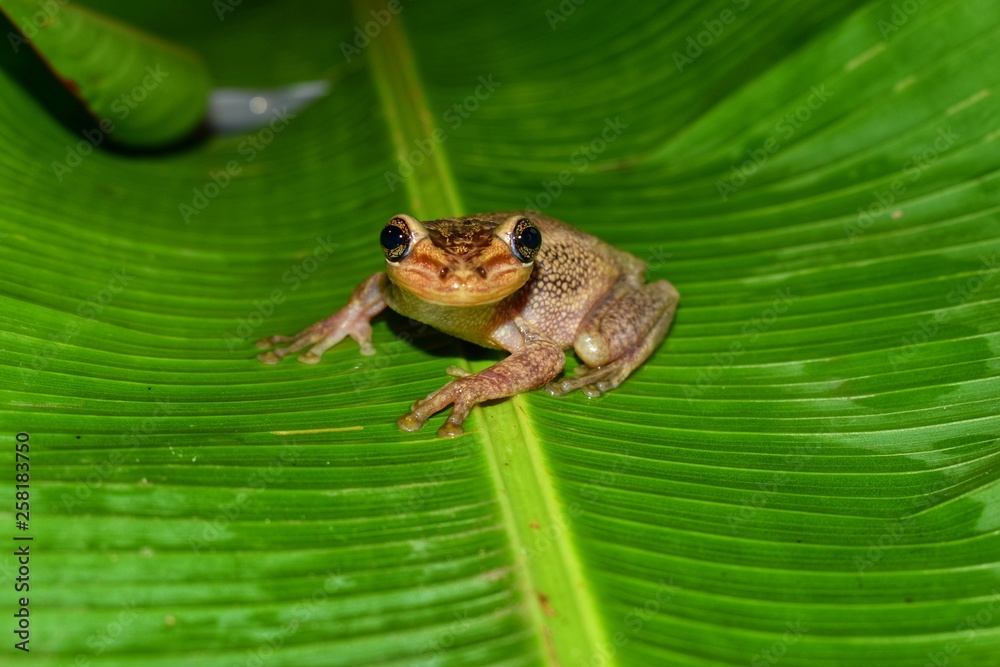 Obraz premium Trachycephalus jordani
