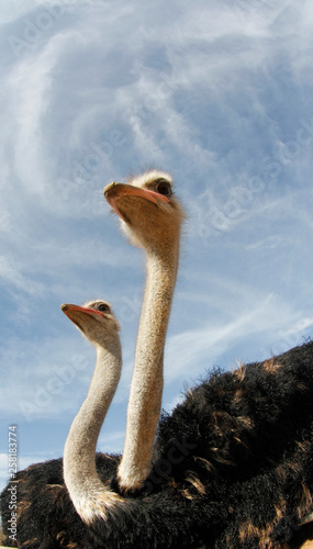 Couple of Ostrich staring over blue sky background