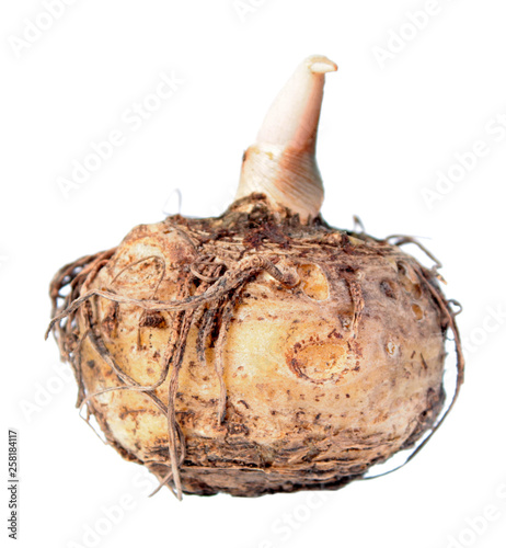 Corm of Typhonium venosum (syn. Sauromatum venosum) or Voodoo Lily isolated on white background photo