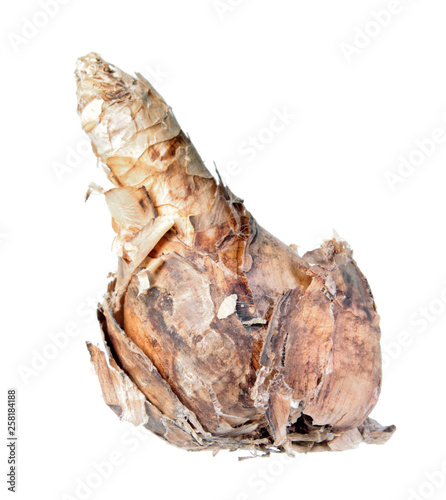 Bulb of Amarine tubergenii (hybrid between Nerine bowdenii and Amaryllis belladonna) isolated on white background photo