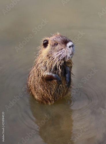 A cute little coypu stands on its hind legs in the water watching the surroundings © Jitka Svetnickova