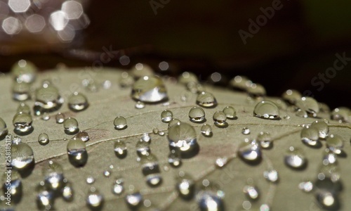 Drops on leaf photo