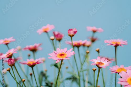 Argyranthemum, blue background. © Andrew