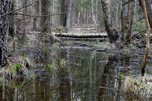 wetland in the forest  reflection in the water