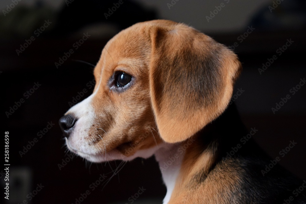 perro cachorro beagle perfil snoopy foto de Stock | Adobe Stock