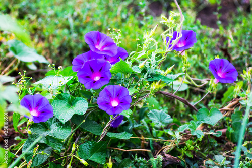 Violet flowers  ipomoea on the flowerbed in the garden_ photo