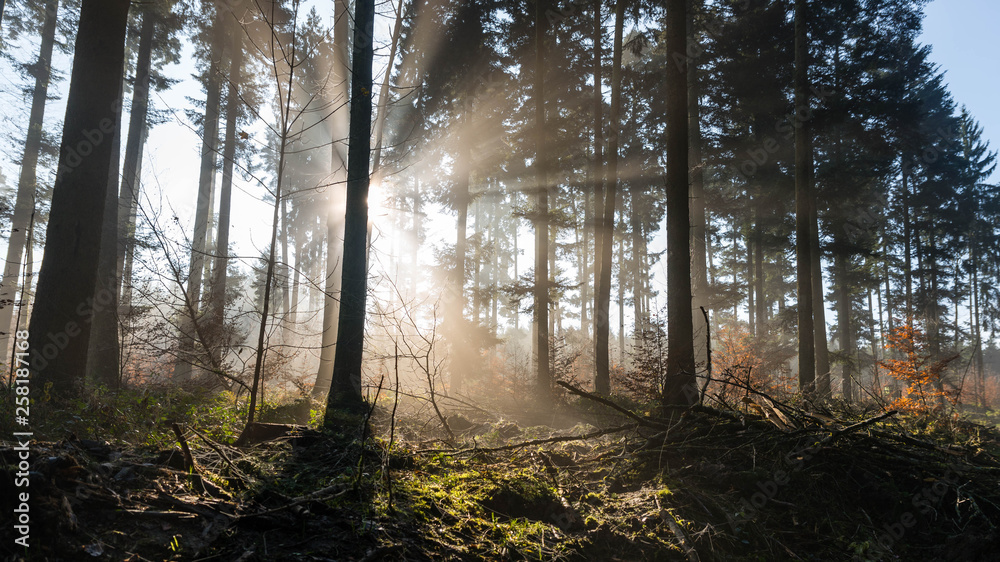 Obraz premium morgens im wald