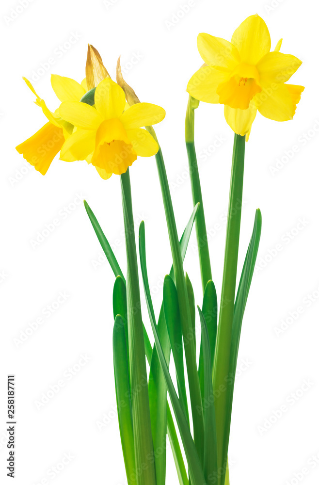 Obraz premium Spring floral border, beautiful fresh daffodils flowers, isolated on white background. Selective focus