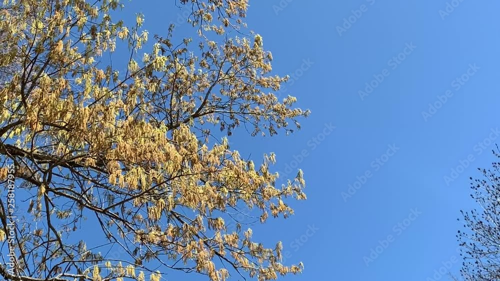 Oak tree pollen catkins hang in spring isolated against a blue sky with copy space Oak tree pollen catkins hang in spring isolated against a blue sky with copy space