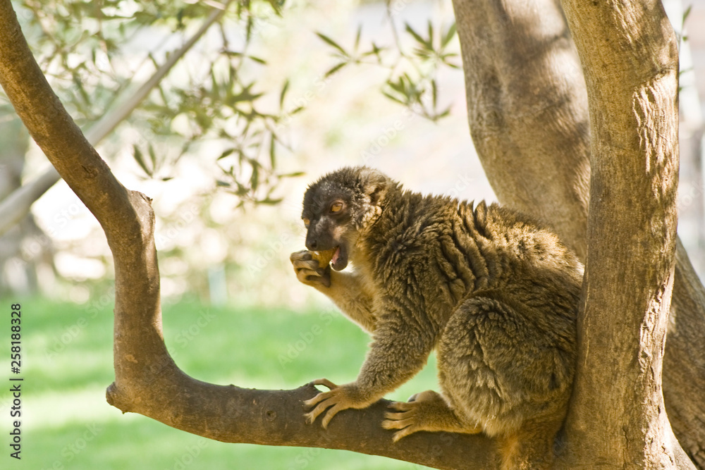 Fototapeta premium Lemurs of Madagascar, Ring-Tailed Lemurs