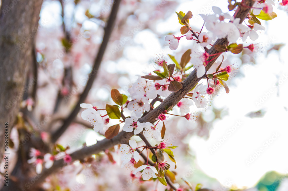 Blooming flowers and plum branches close up at sunset Blooming flowers and plum branches close up at sunset