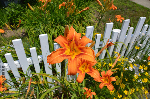 Tiger Lily