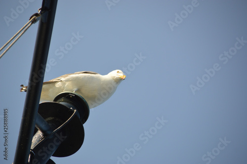 Bird Perched at the Mast